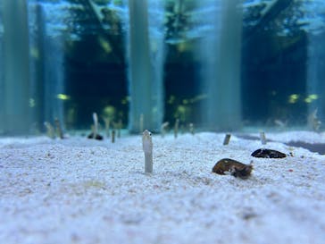 すみだ水族館に投稿された画像（2025/8/8）