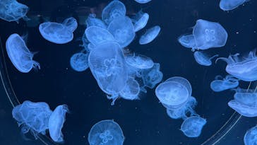 AOAO SAPPOROに投稿された画像（2025/8/8）