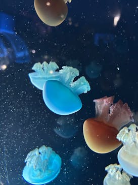 名古屋港水族館に投稿された画像（2025/8/8）