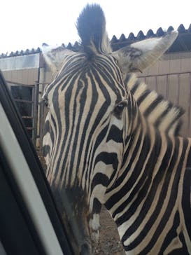 東北サファリパークに投稿された画像（2025/8/8）