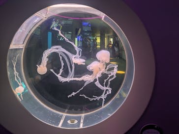 島根県立 しまね海洋館に投稿された画像（2025/8/8）