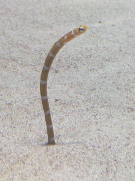 島根県立 しまね海洋館に投稿された画像（2025/8/8）