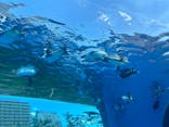 サンシャイン水族館に投稿された画像（2025/8/8）
