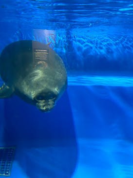 サンシャイン水族館に投稿された画像（2025/8/8）