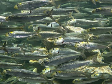 サンシャイン水族館に投稿された画像（2025/8/8）