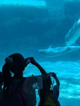 名古屋港水族館に投稿された画像（2025/8/8）