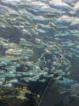 名古屋港水族館に投稿された画像（2025/8/8）