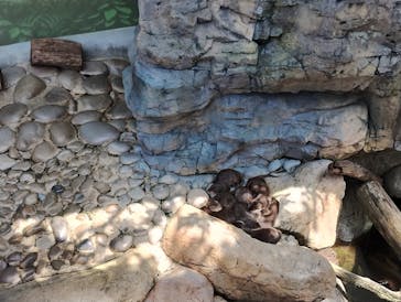 世界淡水魚園水族館　アクア・トトぎふに投稿された画像（2025/8/8）