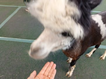 八ヶ岳アルパカ牧場に投稿された画像（2025/8/8）