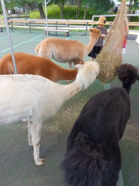 八ヶ岳アルパカ牧場に投稿された画像（2025/8/8）