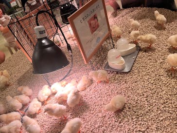 Moff animal cafe イオンモール幕張新都心店に投稿された画像（2025/8/8）