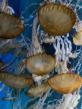 新江ノ島水族館に投稿された画像（2025/8/8）