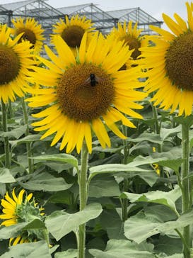 淡路ファームパーク イングランドの丘に投稿された画像（2025/8/8）