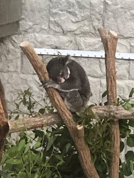 淡路ファームパーク イングランドの丘に投稿された画像（2025/8/8）