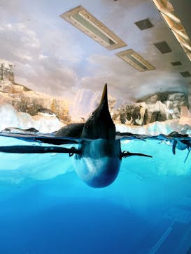 名古屋港水族館に投稿された画像（2025/8/8）