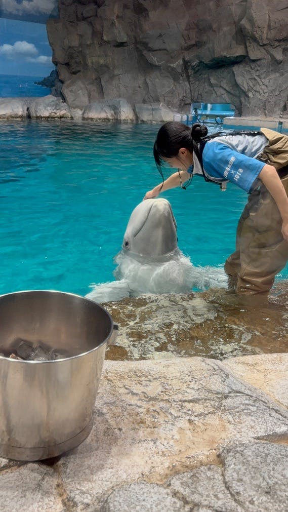 名古屋港水族館の口コミ ｜ベルーガが可愛かった！シャチは
