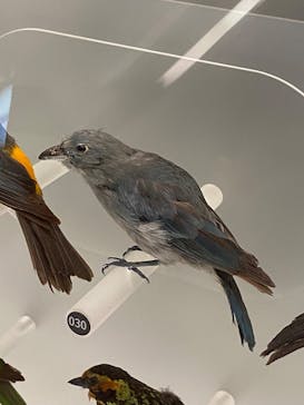 国立科学博物館に投稿された画像（2025/8/8）