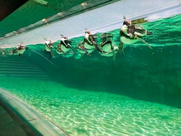 葛西臨海水族園に投稿された画像（2025/8/8）