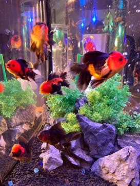 錦鯉・金魚アクアリウム in ときメッセに投稿された画像（2025/8/8）