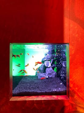 錦鯉・金魚アクアリウム in ときメッセに投稿された画像（2025/8/8）