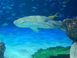 サンシャイン水族館に投稿された画像（2025/8/8）