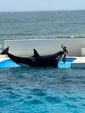 鴨川シーワールドに投稿された画像（2025/8/8）