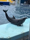 越前松島水族館に投稿された画像（2025/8/8）