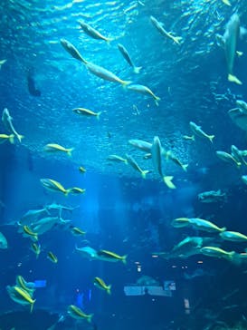 マリンワールド海の中道に投稿された画像（2025/8/8）