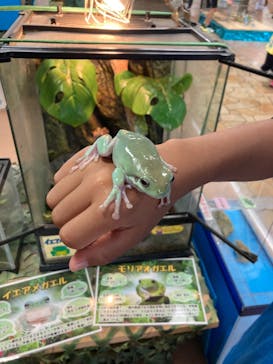 いきもの探検隊上尾に投稿された画像（2025/8/8）