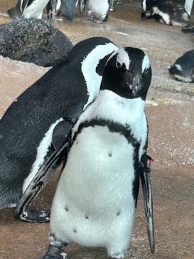 京都鉄道博物館×京都水族館に投稿された画像（2025/8/8）