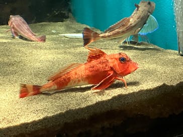 仙台うみの杜水族館に投稿された画像（2025/8/8）