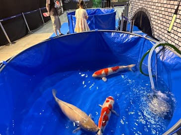 錦鯉・金魚アクアリウム in ときメッセに投稿された画像（2025/8/8）