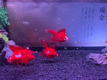 錦鯉・金魚アクアリウム in ときメッセに投稿された画像（2025/8/8）