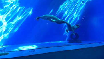 上越市立水族博物館 うみがたりに投稿された画像（2025/8/8）