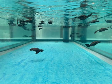 名古屋港水族館に投稿された画像（2025/8/8）