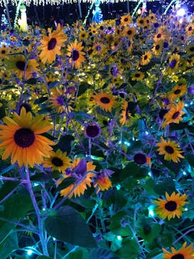 せんだい農業園芸センター　みどりの杜に投稿された画像（2025/8/8）