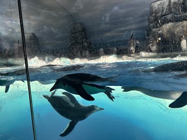 名古屋港水族館に投稿された画像（2025/8/8）