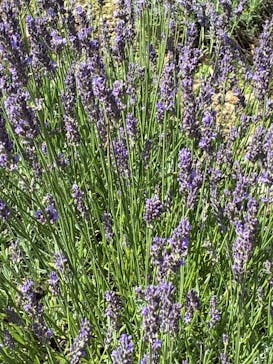 たんばらラベンダーパークに投稿された画像（2025/8/8）