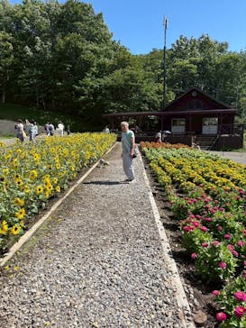 たんばらラベンダーパークに投稿された画像（2025/8/8）