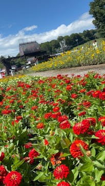 たんばらラベンダーパークに投稿された画像（2025/8/8）