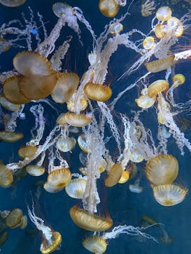 新江ノ島水族館に投稿された画像（2025/8/8）