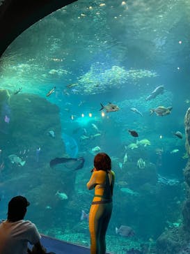新江ノ島水族館に投稿された画像（2025/8/8）