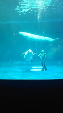 島根県立 しまね海洋館に投稿された画像（2025/8/9）