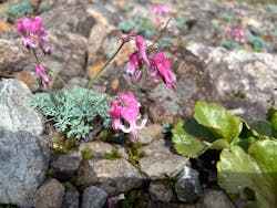 白馬五竜高山植物園に投稿された画像（2025/8/9）