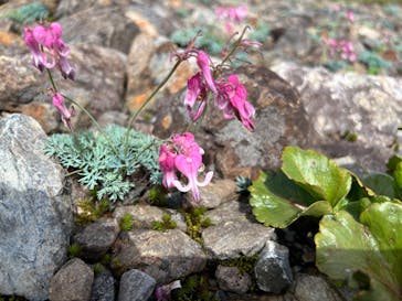白馬五竜高山植物園に投稿された画像（2025/8/9）
