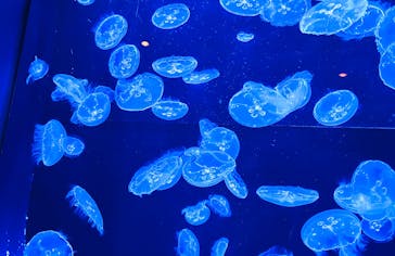 沖縄美ら海水族館に投稿された画像（2025/8/9）