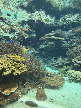 沖縄美ら海水族館に投稿された画像（2025/8/9）