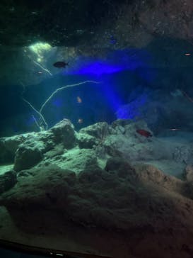 沖縄美ら海水族館に投稿された画像（2025/8/9）