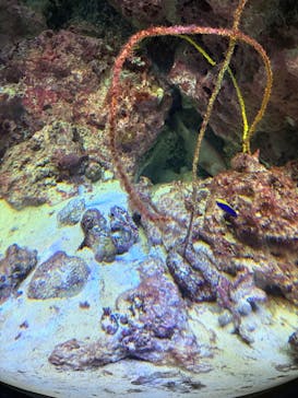 沖縄美ら海水族館に投稿された画像（2025/8/9）