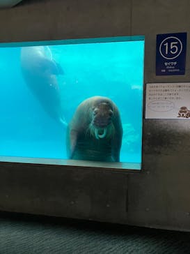 大分マリーンパレス水族館 「うみたまご」に投稿された画像（2025/8/9）